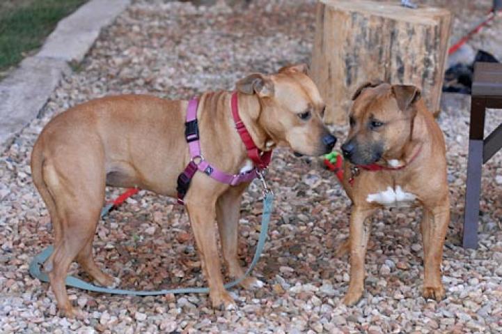 Squeaker and Oscar, two former Vick dogs