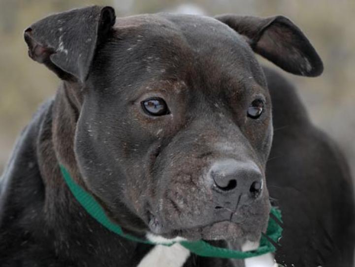 Bonita was a very special girl rescued from Michael Vick