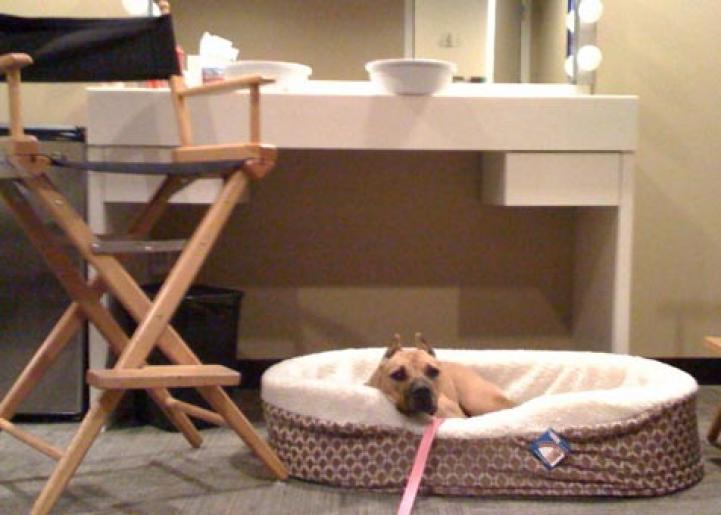 Georgia the Vicktory dog in her new bed at the 'Ellen DeGeneres Show'