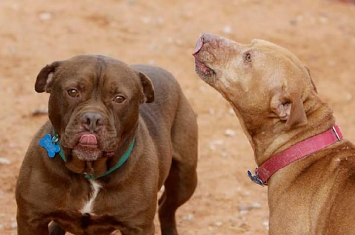 Two former fighting dogs, Beefcake and Little Red