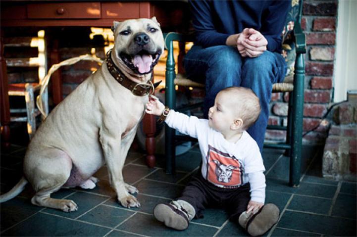 Dan, a former Vick pit bull dog, with his adoptive family and baby