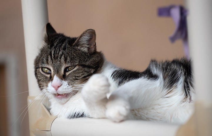 Tabby and white cat leaning against a cat tree and making a funny face