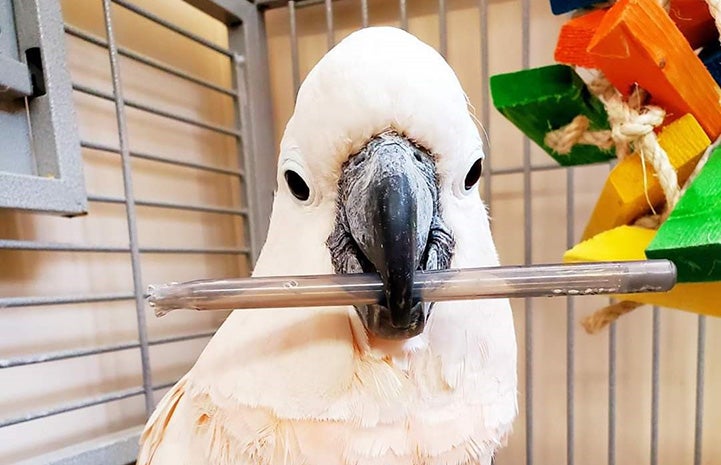 Hilly the cockatoo holding a pen in her beak