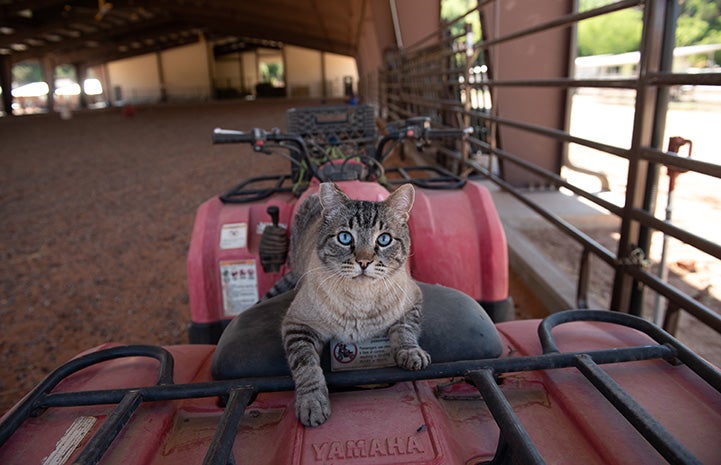 Leopold the cat sitting on an ATV vehicle in a horse arena