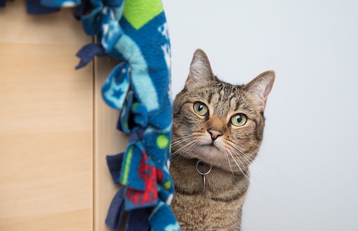 Svetlana the cat looking at the camera with a fleece blanket hanging down next to her