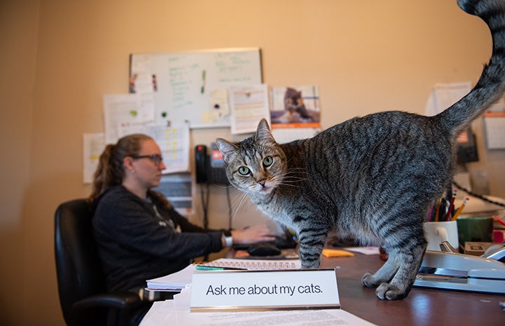 Svetlana the cat standing on a desk next to a sign stating "Ask me about my cats" with a woman behind here working on the computer