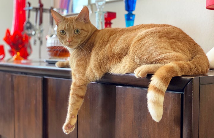Orange tabby cat May lying on the edge of a counter with legs from one side hanging down