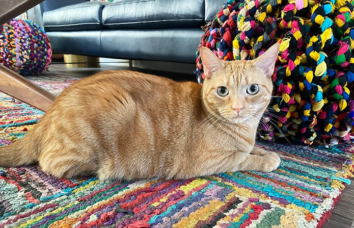 May the orange tabby cat lying on a mu.ti-colored rug in front of a couch