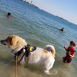Young boy with a dog on a leash in the water