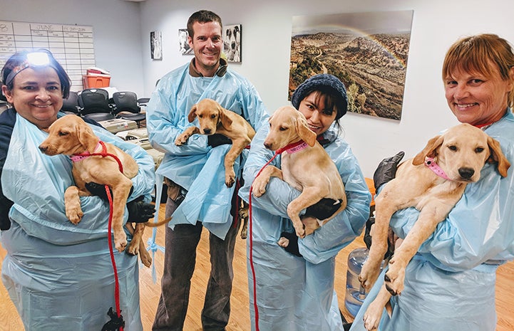 Four people wearing protective gowns, each holding a yellow Labrador mix puppy