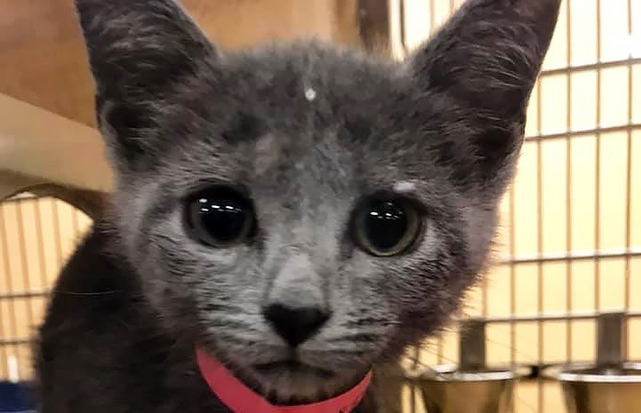 Gray kitten with large eyes and pink paper collar