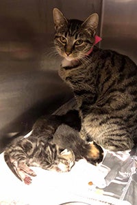 Brown tabby mama cat with some kittens in a stainless steel kennel