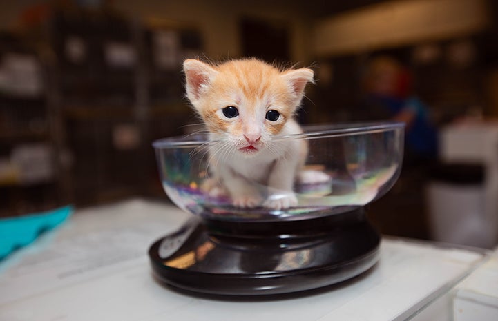 Orange tabby and white kitten getting weighed in a scale