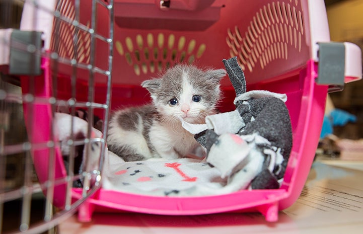 Gray and white kitten in a pink carrier