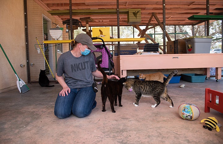 Pan and another cat interacting with a caregiver wearing a face mask