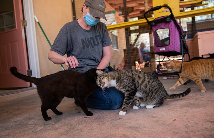 Woman wearing a face mask petting Pan and another cat