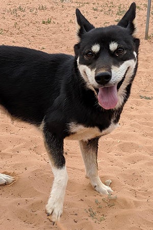 Hazel the dog standing outside in the sand