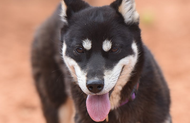 A close-up of the face of Hazel the dog with her mouth open and tongue out