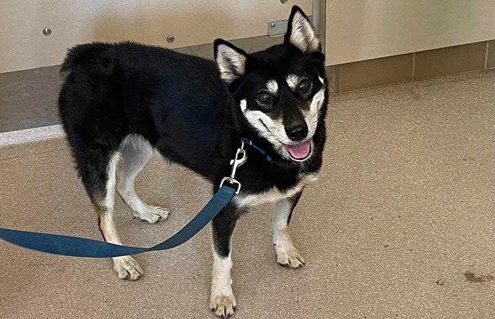 Hazel the dog on a leash inside smiling at the camera