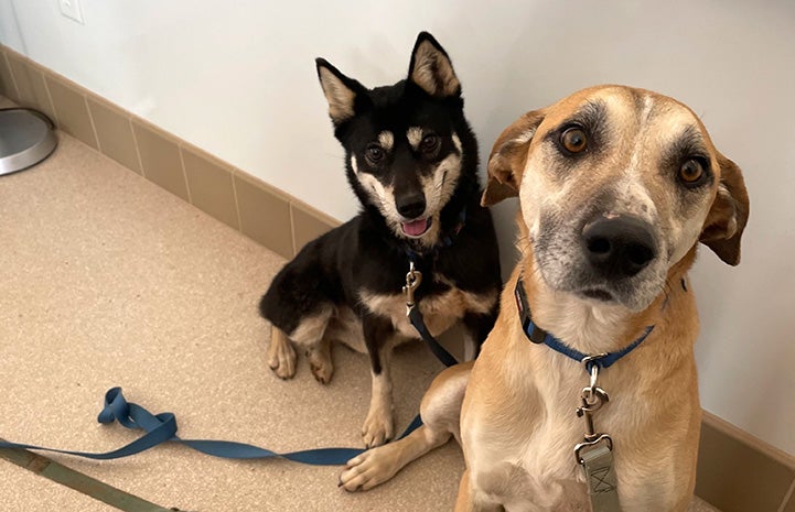 Hazel and Buddy the dogs sitting next to each other