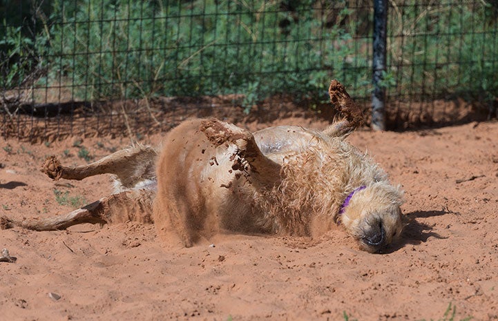 Nothing feels better than a good roll in the sand after a play session