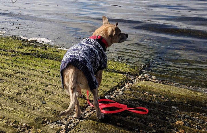 Griff the senior Chihuahua wearing a sweater and looking out over a lake from the shore