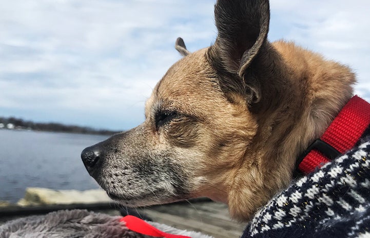 Griff the senior Chihuahua wearing a sweater and looking out over some water with blue sky and clouds behind him