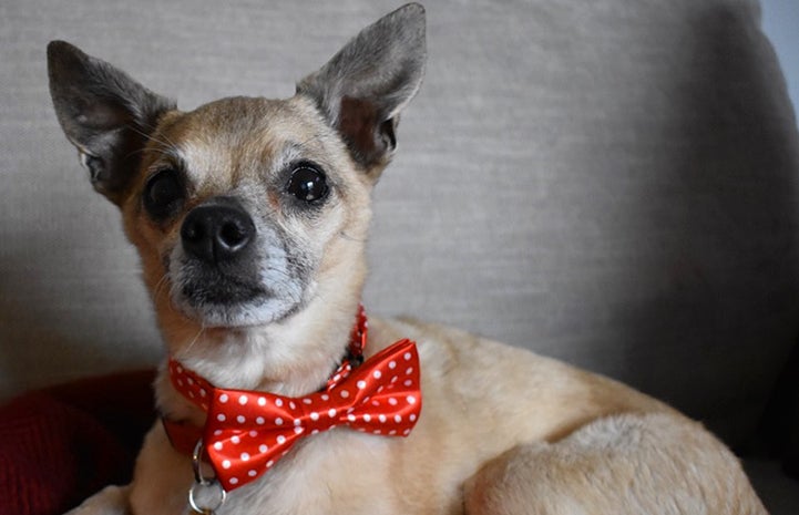 Griff the senior Chihuahua wearing a red bow tie with white polka dots