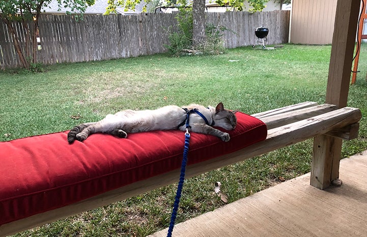 Knox, the Siamese FIV+ senior cat, on a leash outside, sleeping on a bench
