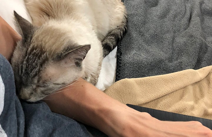 Meghan von Linden fell in love with Knox, the Siamese FIV+ senior cat, during their sleepover together