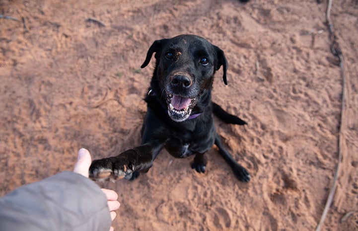 Kenya the dog doing a shake with her paw