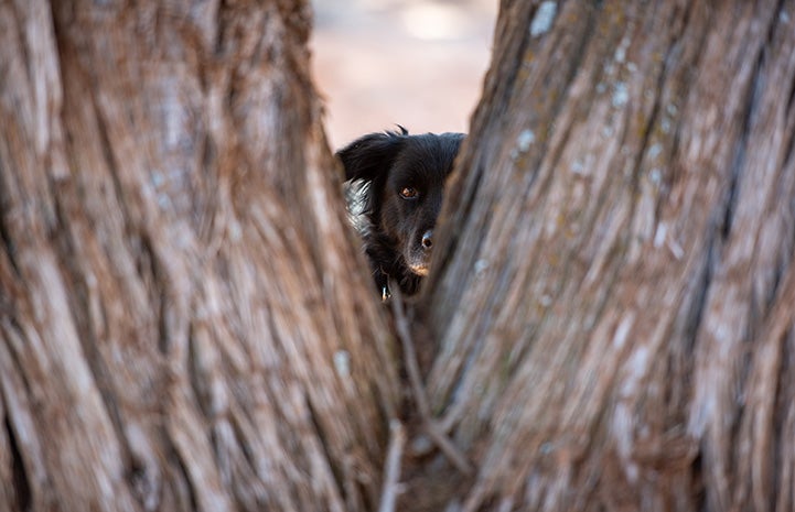 Lindy the shy dog hiding behind some trees