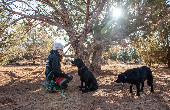 Woman sitting under a tree next to Kenya and Lindy the dogs, while the sun shines through the branches