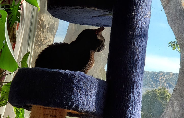 Millie the black cat sitting in a cat tree looking out the window