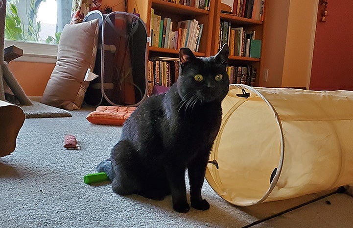 Senior black cat Millie in her home next to a kitty tunnel toy