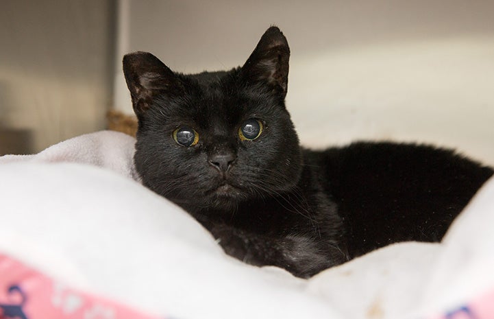 Millie the black cat lying in a bed