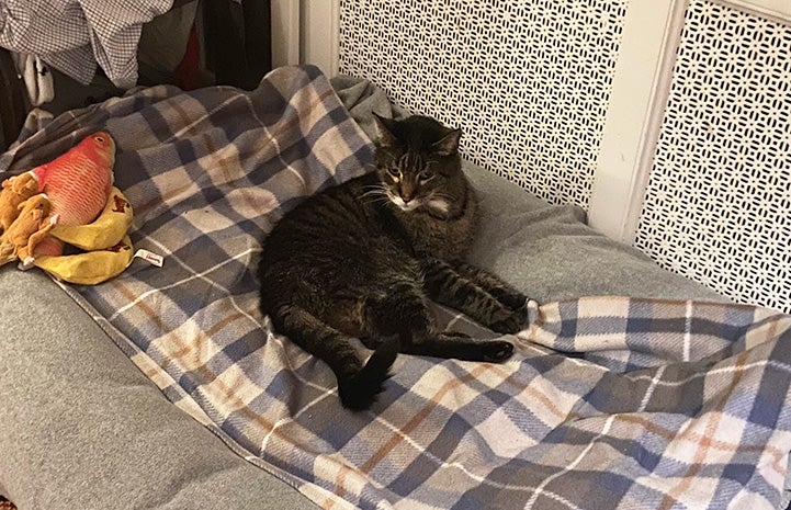 Wilbur the senior tabby cat lying on some blankets