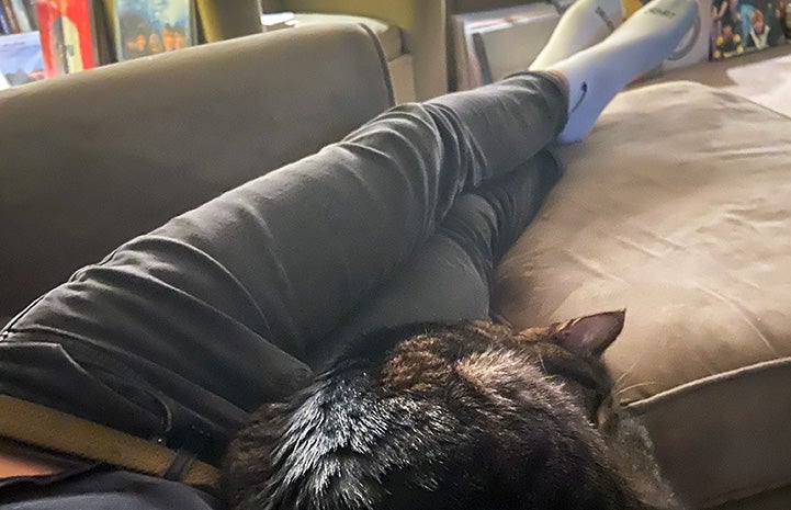 Michael Cox's legs on a couch with Wilbur the cat lying directly against him
