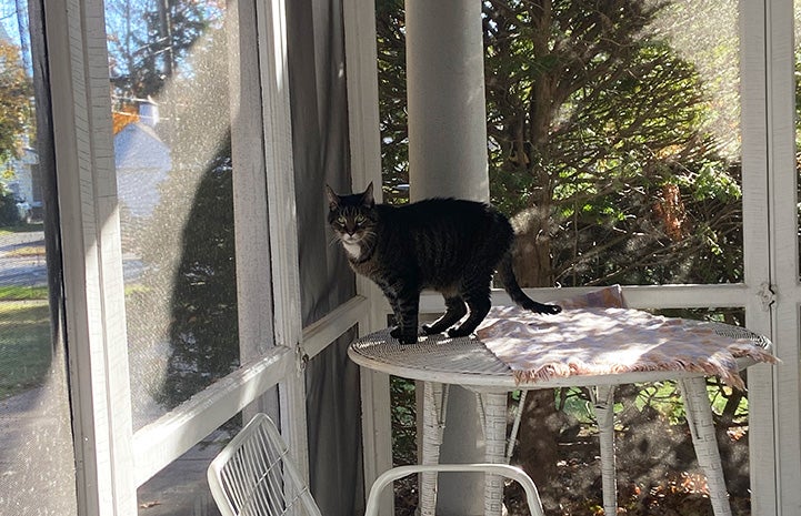 Wilbur the cat standing on a table in a catio/screened in porch