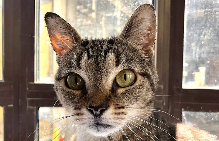 The face of Akiri the tabby cat in front of a window