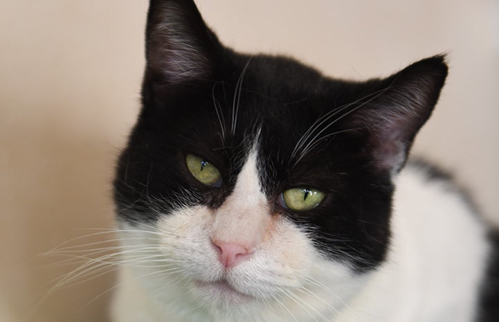 The face of Brigadier the black and white cat