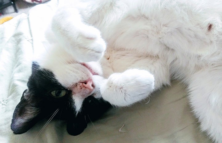 Brigadier the cat lying on his back with belly up and his paws up in the air