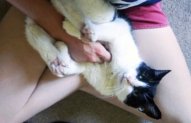 Brigadier the cat getting a belly rub while lying upside down on a lap