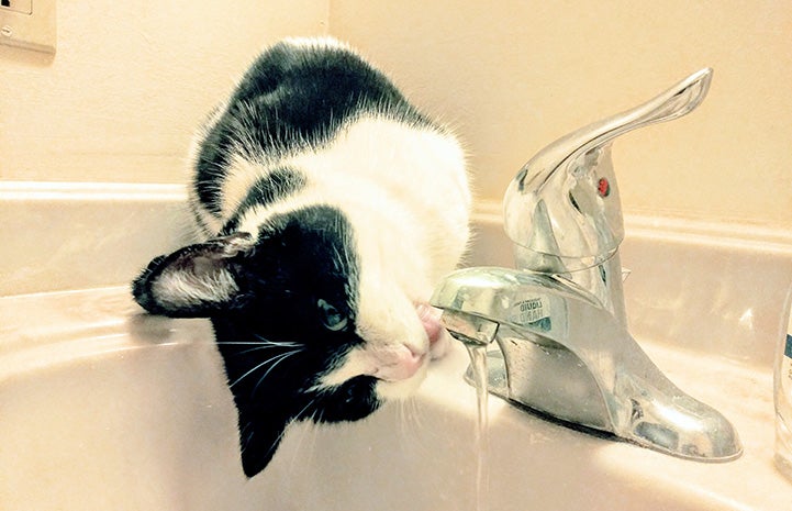 Brigadier the cat drinking directly from the bathroom faucet