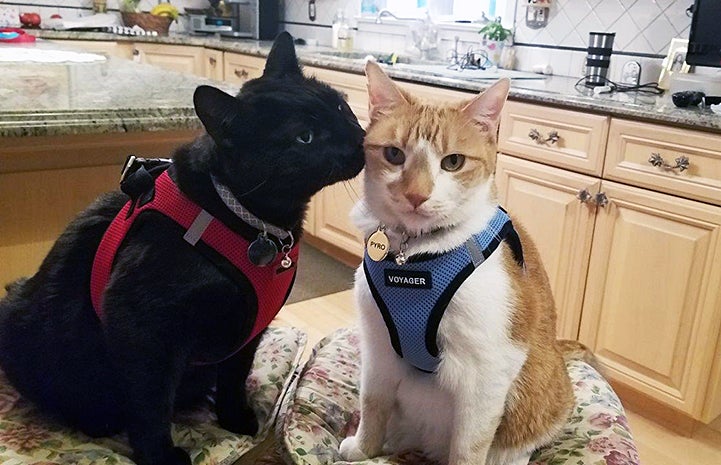 Pyro and Raoul the cats both wearing harnesses with the black cat sniffing the orange and white one
