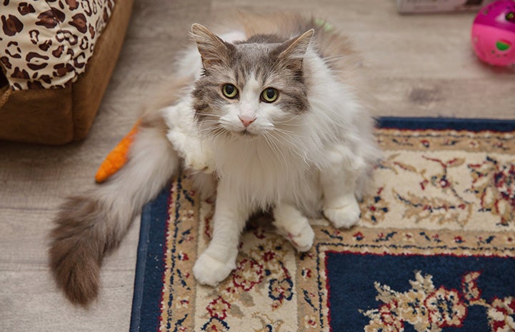 Sweet Pea, the medium hair gray and white cat, sitting on a rug in her home