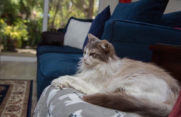 Medium hair gray and white cat, Sweet Pea, lying on a chair in front of a blue couch