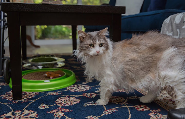 Sweet Pea, the medium hair gray and white cat, walking on a rug, with a couch and some cat toys behind her