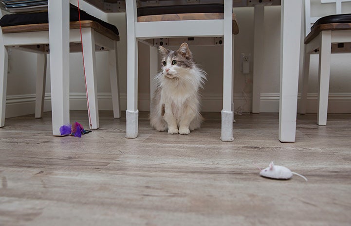 Sweet Pea the senior gray and white cat, sitting under a chair with a few cat toys scattered in front of her