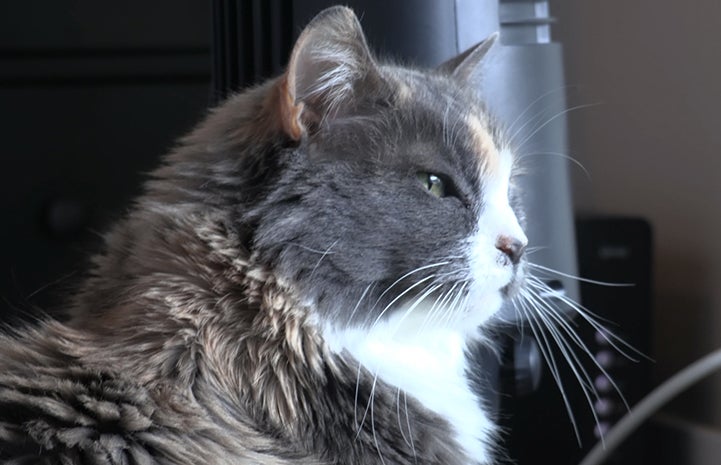 Profile of Harriet, a medium-hair, senior dilute calico cat